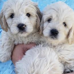 Cavapoos, Companion Crosses, Goldendoodles, and Golden Retrievers from SoléLuna Golden Retrievers