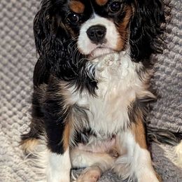 Girl 1 - Tri-color Cavalier King Charles Spaniel puppy in Federal Way, Washington from HRH Cavaliers