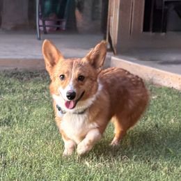 Butters - Pembroke Welsh Corgi