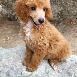 Poodle Puppies from Princely Poodles