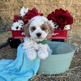 Emerald - Parti male Goldendoodle puppy in Pendleton, Oregon from Blushing Doodles
