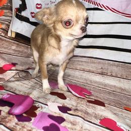 Pheobe - Chocolate blue female Chihuahua puppy in Palmyra, Indiana from Country Star Chihuahuas