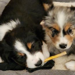 Miniature Australian Shepherd Puppies from Victor Mini Aussies