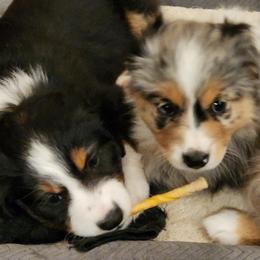 Miniature Australian Shepherd Puppies from Victor Mini Aussies