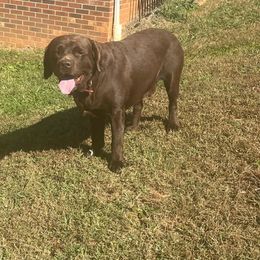 Grizzly - Labrador Retriever