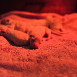 Berger Blanc Suisse Puppies from Moonlight Berger Blanc