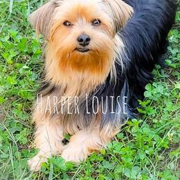 Yorkshire Terrier Puppies from Hip Hoppin Yorkies