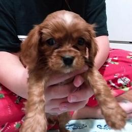 Cavalier King Charles Spaniel Puppies from Georgia Alabama Cavaliers
