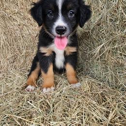 Scout - Black tri male Miniature Australian Shepherd puppy in Dunnellon, Florida from Ever After Mini Aussies