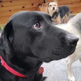 Zorro - Labrador Retriever