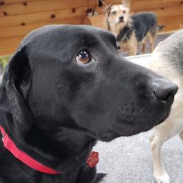 Zorro - Labrador Retriever