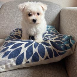Duke - White male Maltese puppy in Dallas, Texas from Dallas Darling Maltese