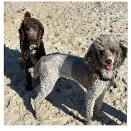 Goldendoodle puppies from Wake Forest Darling Doodles