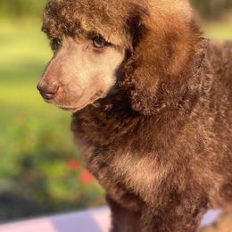 Poodles from Jades Jewels Poodles