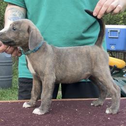 Blue Collar M - Blue male Mountain Cur puppy in Georgetown, Ohio from Walnut Ridge Mountain Curs