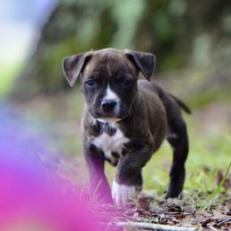 The Happy Soul - Brown brindle female American Staffordshire Terrier puppy in St. Augustine, Florida from LBK & Ancient City