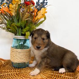 Tamatoa - Sable and white male Collie puppy in St Augustine, Florida from Saltwater Collies LLC