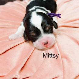 Mittsy - Tri-color female Bernedoodle puppy in Pasco, Washington from Camp Doodle Woods