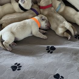 Labrador Retriever Puppies from Southern Sunshine Labradors