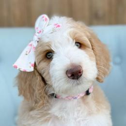 Rose - Girl 1 - Red female Bernedoodle puppy in Bellville, Ohio from Bernedoodle Buddies