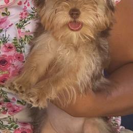 Bonnie - Chocolate and tan female Yorkshire Terrier puppy in Phelan, California from Tiny Tailz