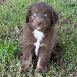 Bell - Red & white female Australian Shepherd puppy in Harrah, Oklahoma from Kamm's Aussies
