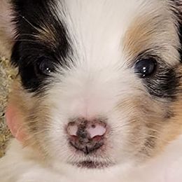Miniature Australian Shepherds and Toy Australian Shepherds from Ollie's Aussies