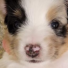 Miniature Australian Shepherds and Toy Australian Shepherds from Ollie's Aussies