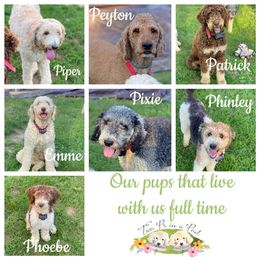 Goldendoodle Puppies from Two Ps in a Pod