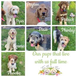 Goldendoodle Puppies from Two Ps in a Pod