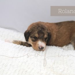 Bernedoodle and Poodle Puppies from SoFun Doodles & Poodles