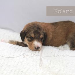 Bernedoodle and Poodle Puppies from SoFun Doodles & Poodles