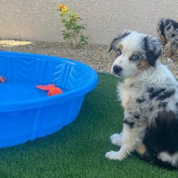 Australian Shepherd Puppies from Far Out Aussies