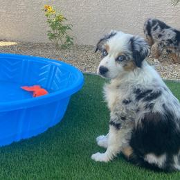 Australian Shepherd Puppies from Far Out Aussies