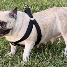 LT - French Bulldog