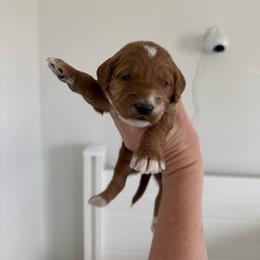 Red boy - Red  male Goldendoodle puppy in Las Vegas, Nevada from Bridges Goldendoodles