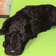 Green boy - Silver gray male Pumi puppy in Corvallis, Oregon from Szimfónia Pumi Kennel