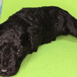Green boy - Silver gray male Pumi puppy in Corvallis, Oregon from Szimfónia Pumi Kennel
