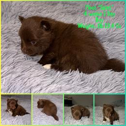 Saint - Chocolate male Pomsky puppy in Spring Hill, Florida from Besties Paw Life