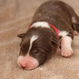 Red Collar - Red male Border Collie puppy in Courtland, Alabama from C Bar C Ranch Border Collies