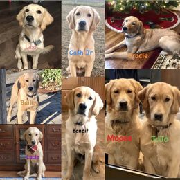 Golden Retriever Puppies from Gate City Goldens