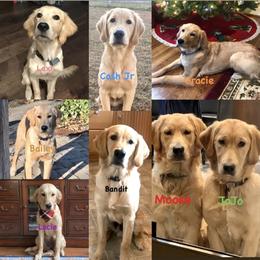 Golden Retriever Puppies from Gate City Goldens