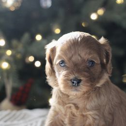 Glow - Apricot female Cavapoo puppy in Lewisburg, Pennsylvania from Cinda's Cavapoos
