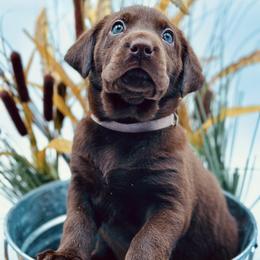 Labrador Retriever Puppies from Southern Heritage Retrievers