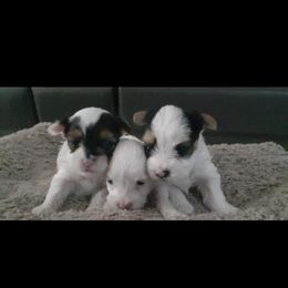 Yorkshire Terrier Puppies from 3Hpartiyorkies