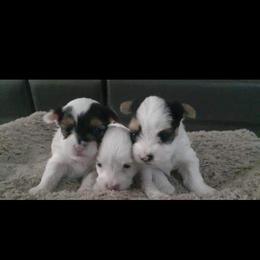 Yorkshire Terrier Puppies from 3Hpartiyorkies
