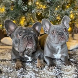 French Bulldogs from R&R Frenchies