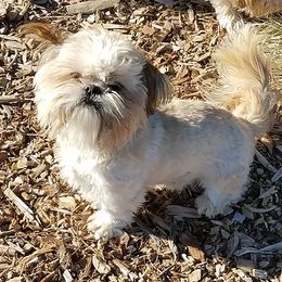 Charlie - Shih Tzu