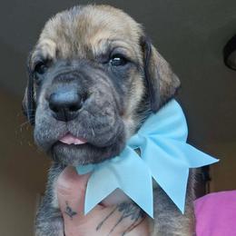 Light blue collar - Fawn female Great Dane puppy in Warren, Ohio from Loyal-Loves Great Danes