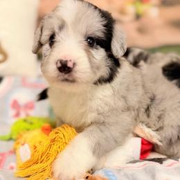 Goofy - Blue merle male Aussiedoodle puppy in Dickerson, Maryland from Pawsome Aussie Doodles and Oodles